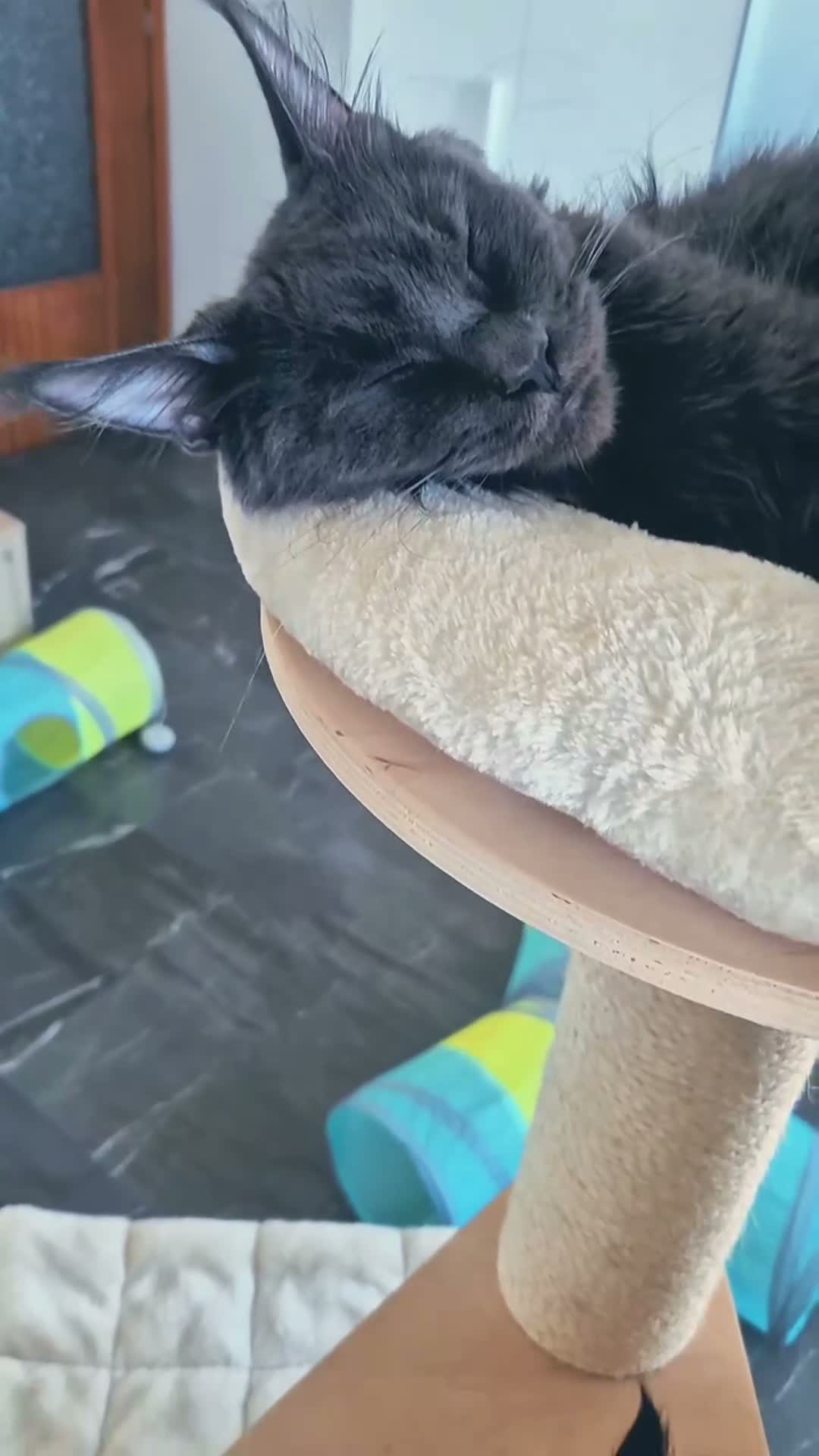 Maine Coon gatti in vendita: Cuccioli MCO di alta genealogia. - Video 1
