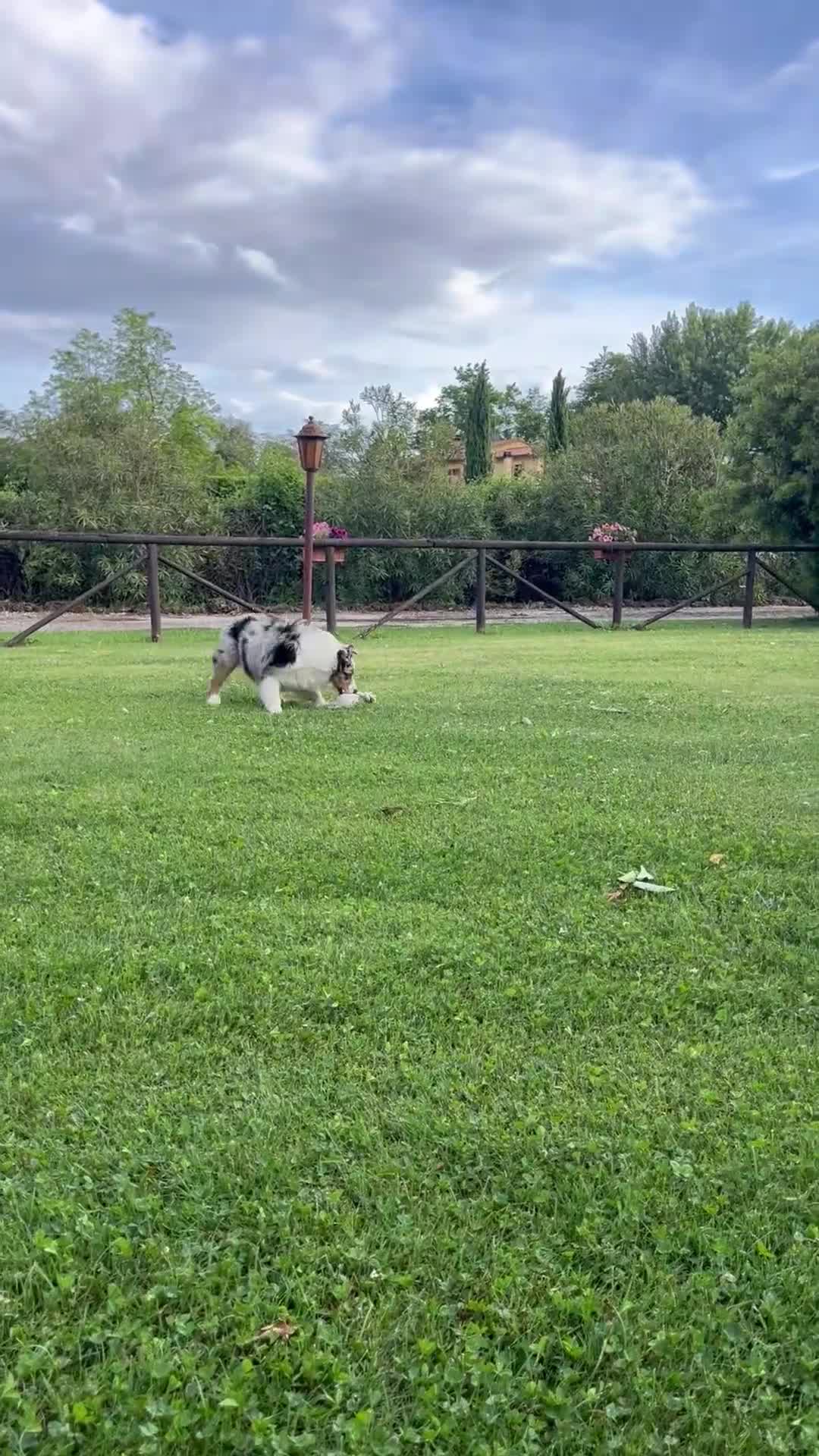 Australian Shepherd cani in vendita: Femmina Blu Merle - Video 1