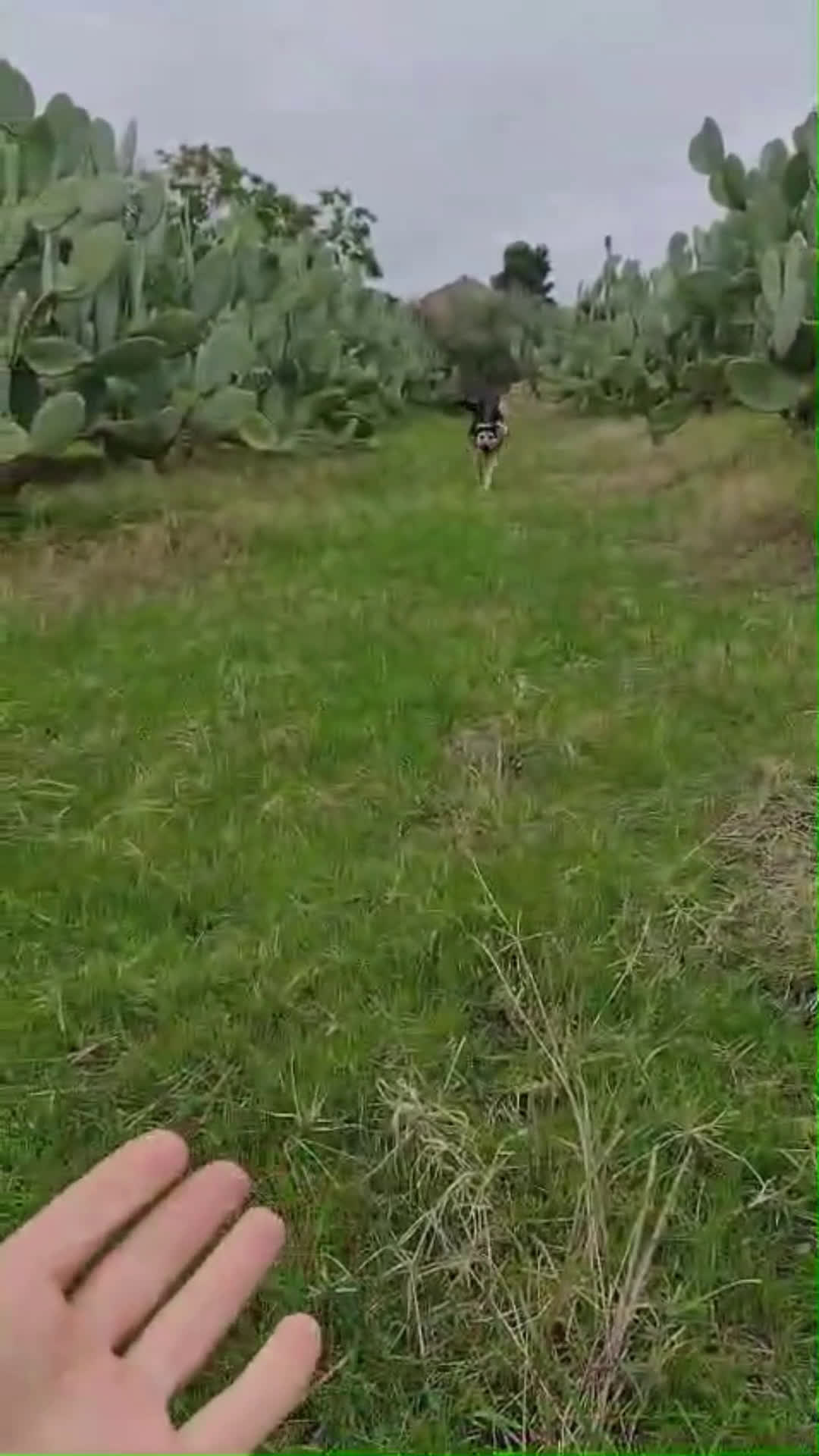 Meticcio cani in regalo: Splendido Simil Pastore (Catania) - Video 1