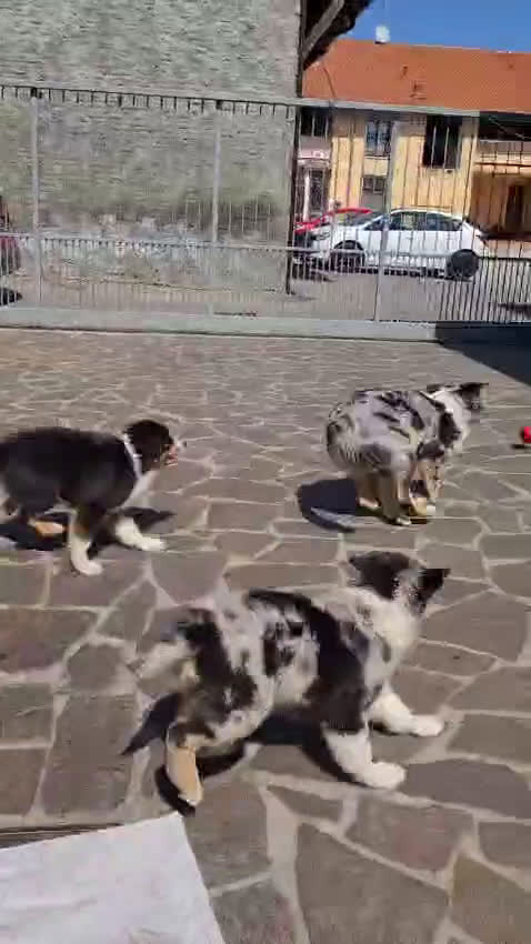 Australian Shepherd cani in vendita: Cucciolo di pastore australiano  - Video 1