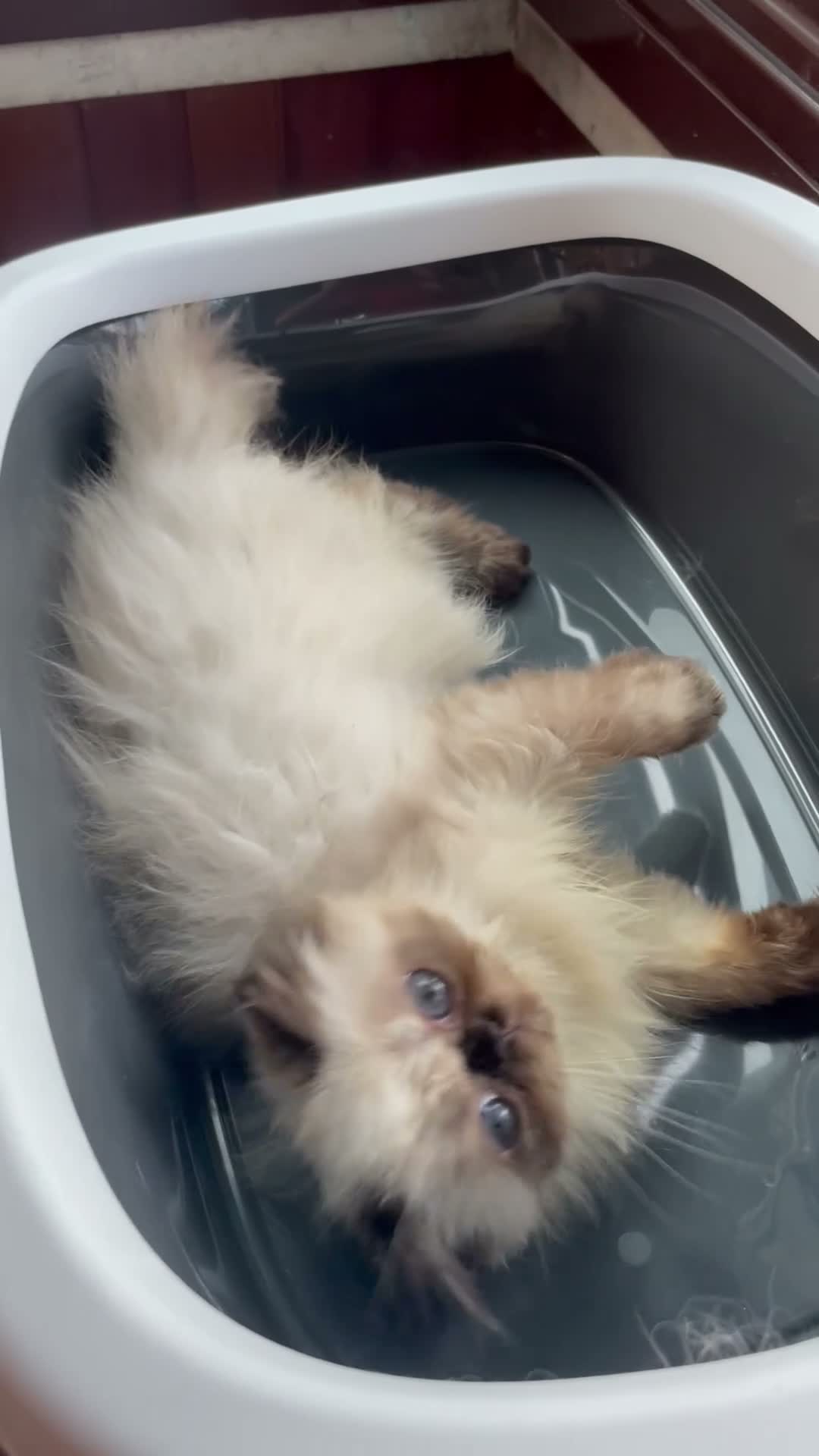 Persiano gatti in vendita: cucciola persiana color point himalaiana - Video 1