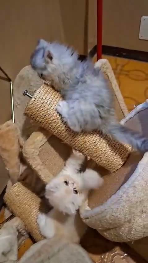 Persiano gatti in vendita: Persiani ipertipico - Video 1