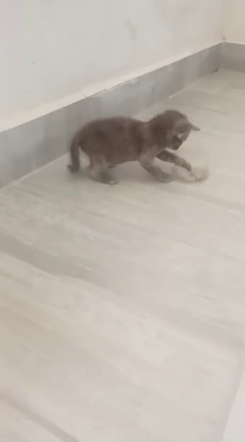 Altre razze gatti in regalo: PIOGGIA E TEMPESTA a Città metropolitana di Roma Capitale - Video 2