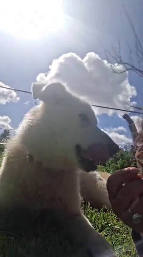 Meticcio cani in regalo: LUNA 🩷 - cucciola, nessuno ancora ha chiamato 🥺 a Provincia di Piacenza - Video 3