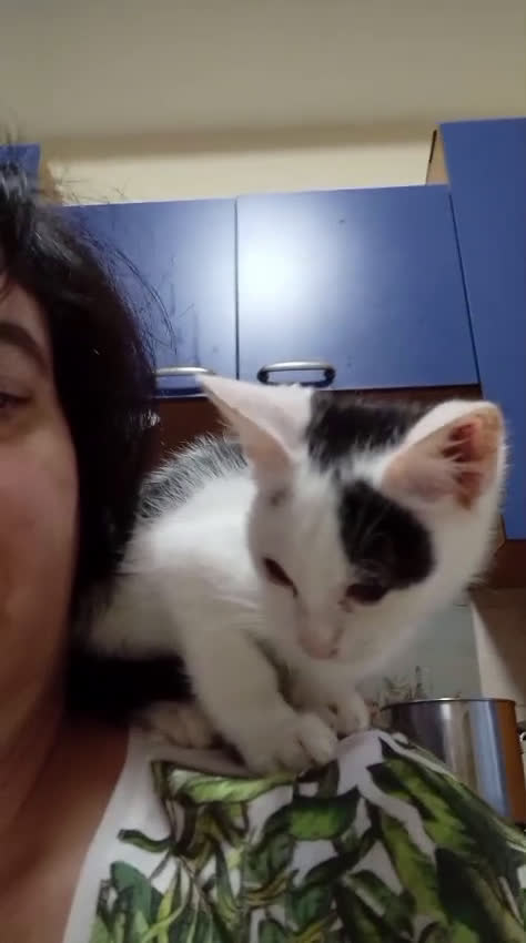 Meticcio gatti in regalo: ADOTTA IL DOLCE BIANCO - Video 1