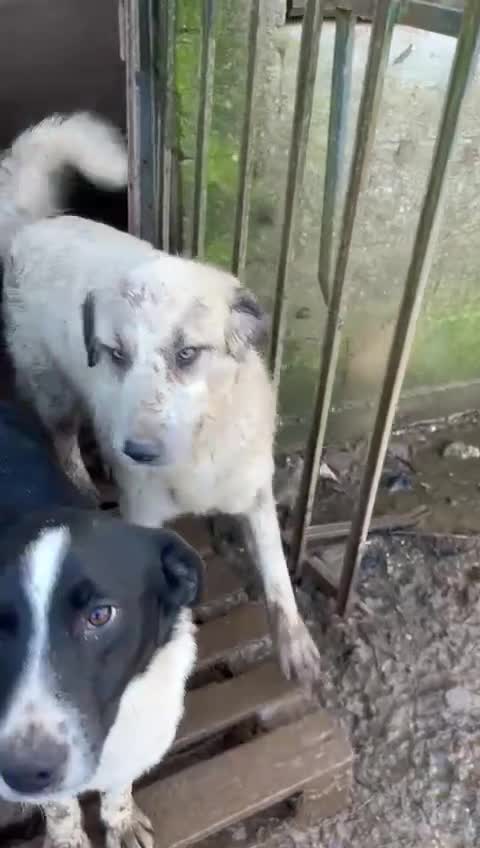 Meticcio cani in regalo: Gracy splendida giovanotta cerca casa  - Video 3