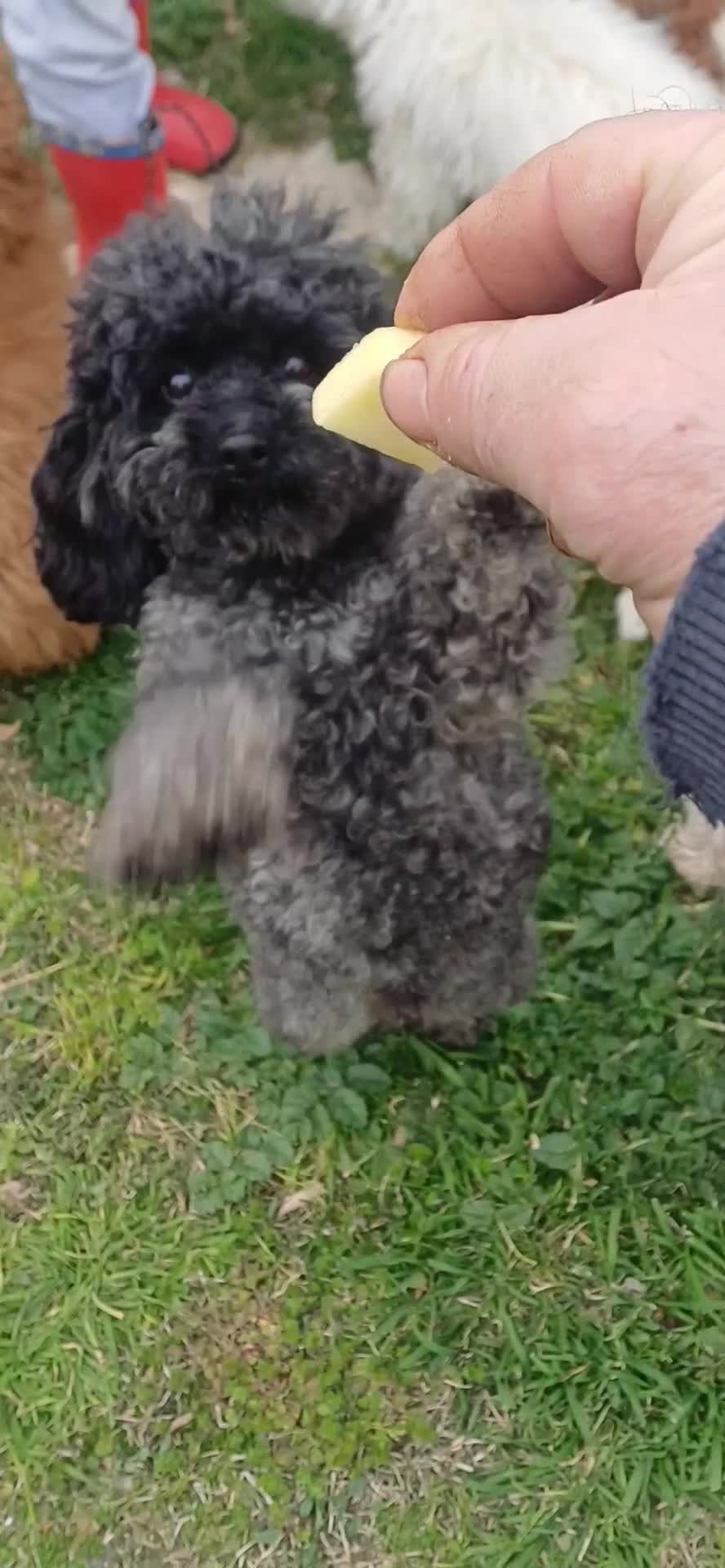 Barboncino Toy cani per accoppiamento: Barboncino toy per accoppiamento  - Video 1