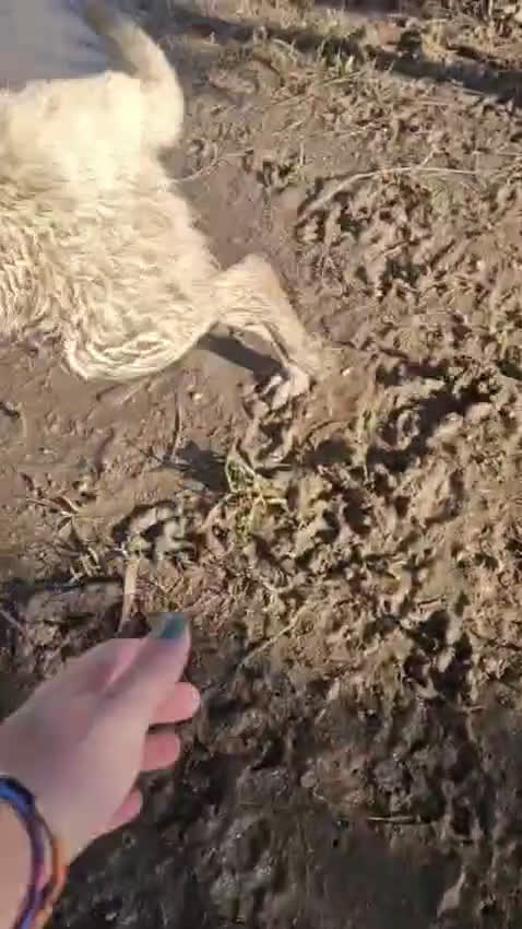 Meticcio cani in regalo: Micky: 1 anno, socievole ed equilibrata  - Video 3