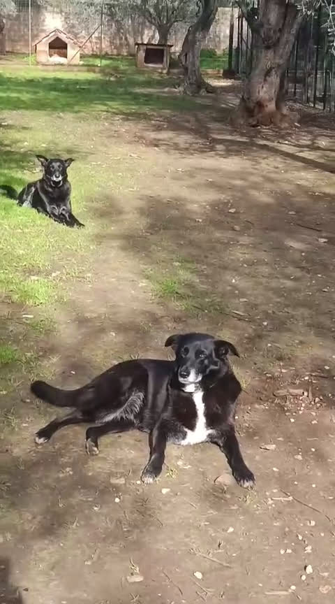 Meticcio cani in regalo: Arya e Sansa carattere meraviglioso - Video 2