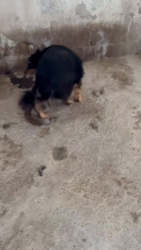 Meticcio cani in regalo: APACHE 9anni un timidino tg media - Video 1