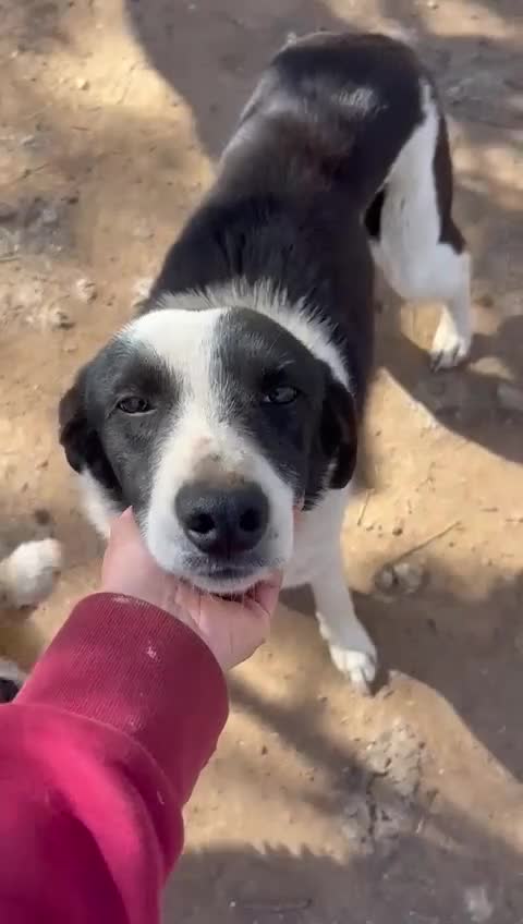 Meticcio cani in regalo: Leon tenero cagnolino cerca casa  - Video 1