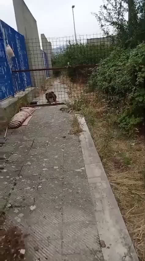 Altre razze cani in regalo: MORGANA 5anni buona con le persone! tg grande - Video 3