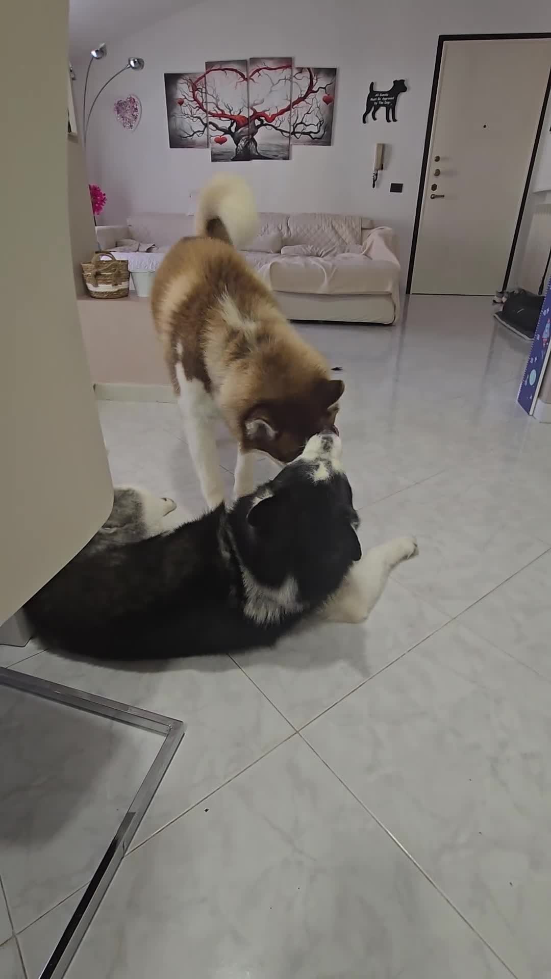 Husky cani per accoppiamento: Trek cerca amore a Provincia di Perugia - Video 2