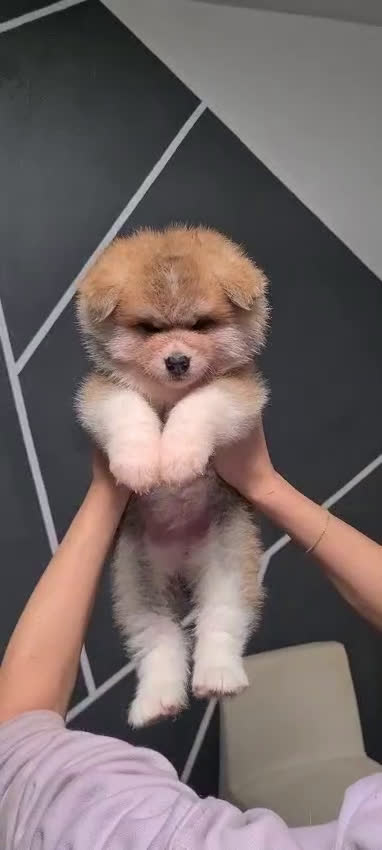 Akita Inu cani in vendita: Cuccioli di AKITA LOMBARDIA Como e Monza  - Video 1