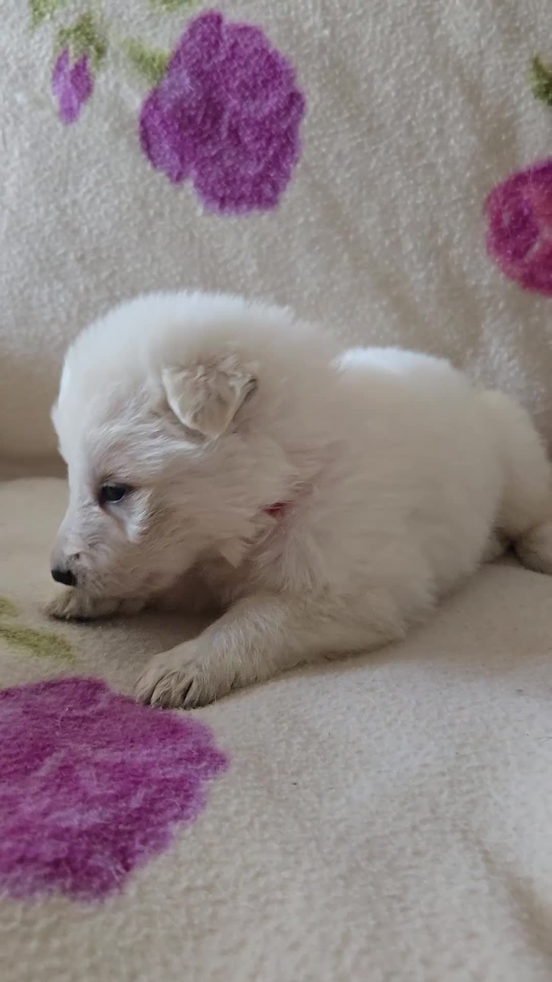 Pastore Svizzero cani in vendita: Cuccioli pastore svizzero bianco - Video 4