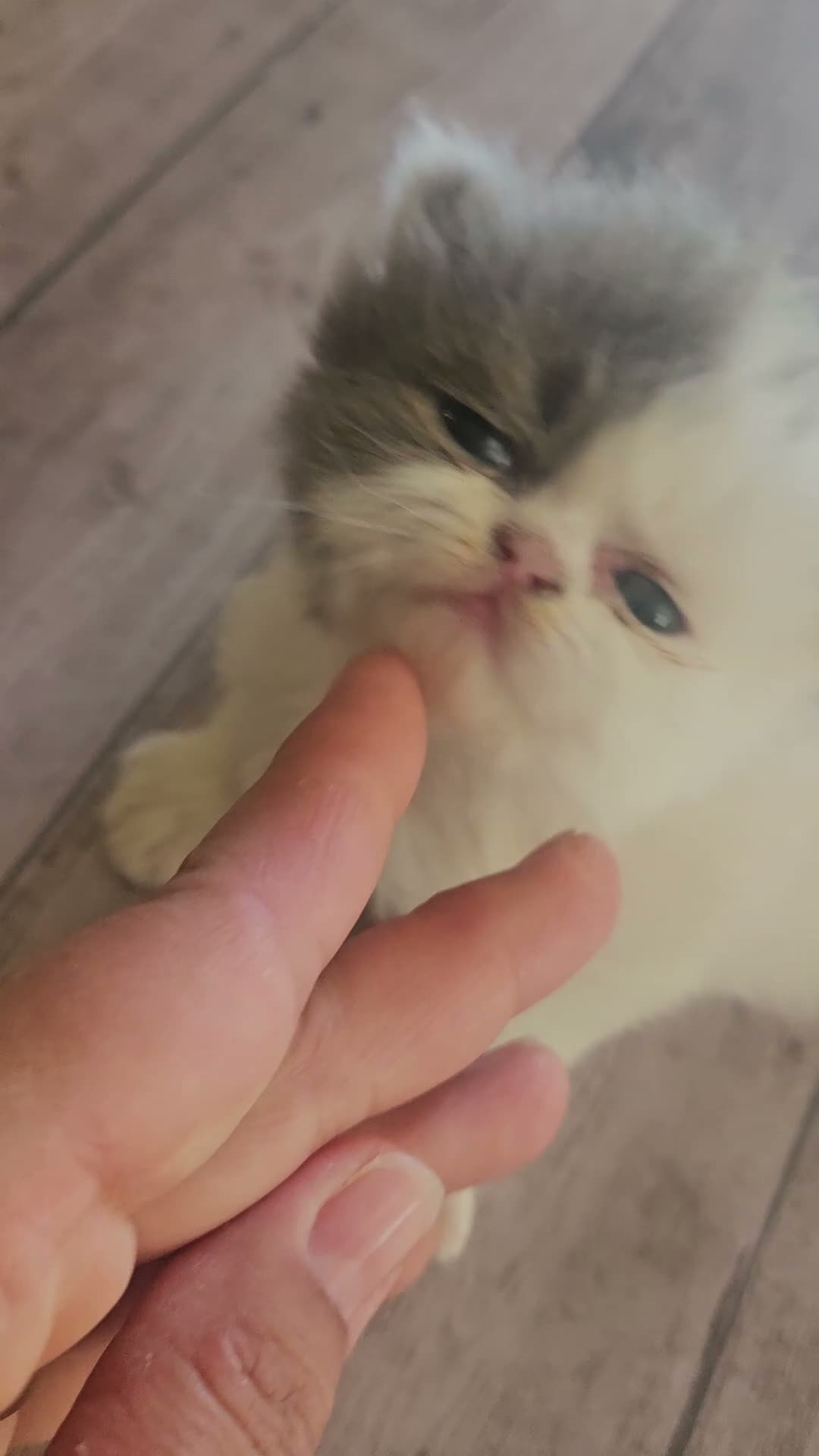 Persiano gatti in vendita: Gatto persiano  - Video 1