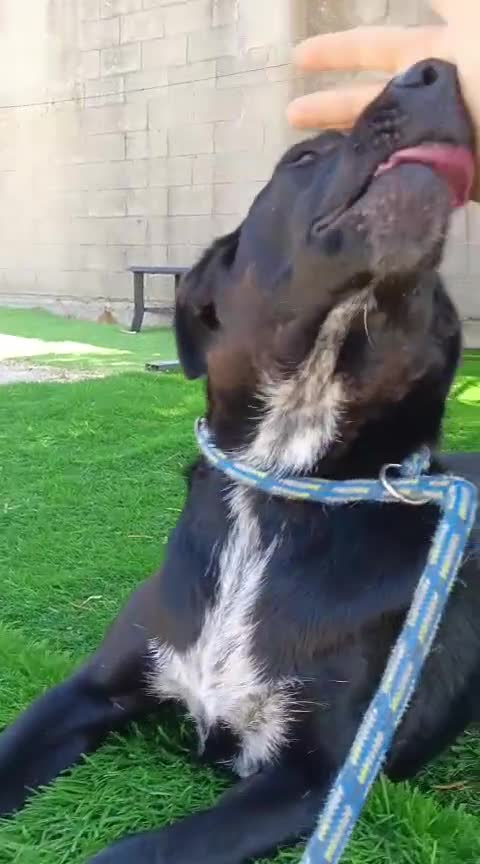 Meticcio cani in regalo:  Kora - Video 1