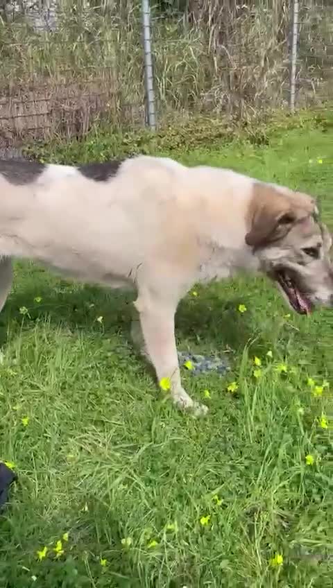 Meticcio cani in regalo: Maya: bellissima principessa taglia grande  - Video 1