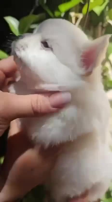 Chihuahua cani in vendita: Cuccioli di Chihuahua mini disponibili a Città metropolitana di Roma Capitale - Video 2