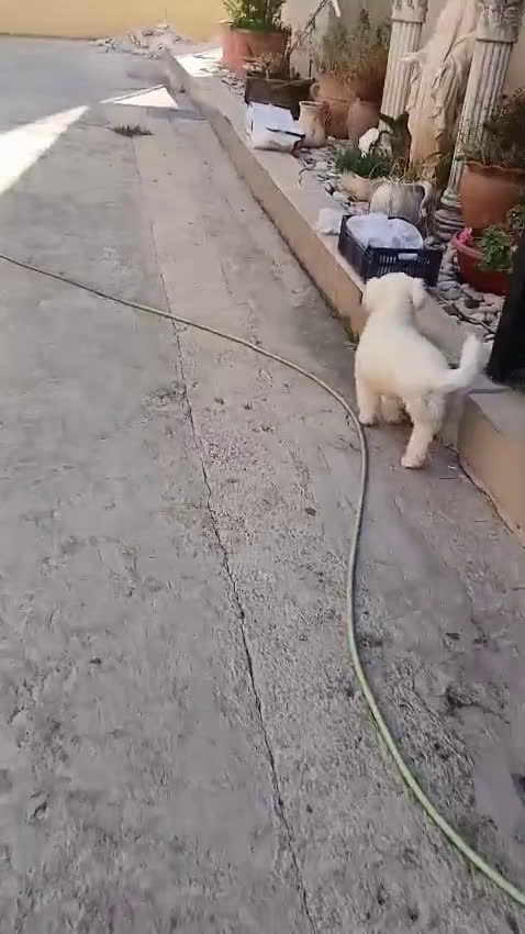 Maltese cani in regalo: Flex, un meraviglioso maltesino - Video 2