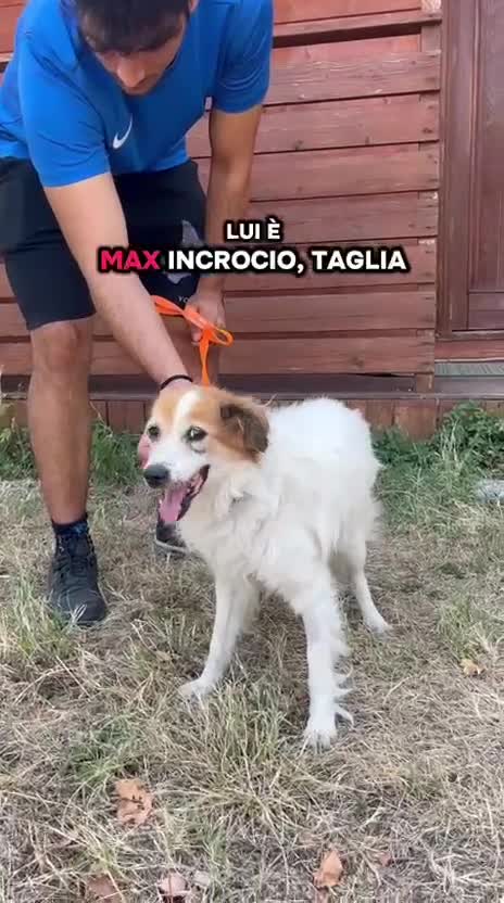 Meticcio cani in regalo: MAX TENERO CAGNOLINO - Video 1