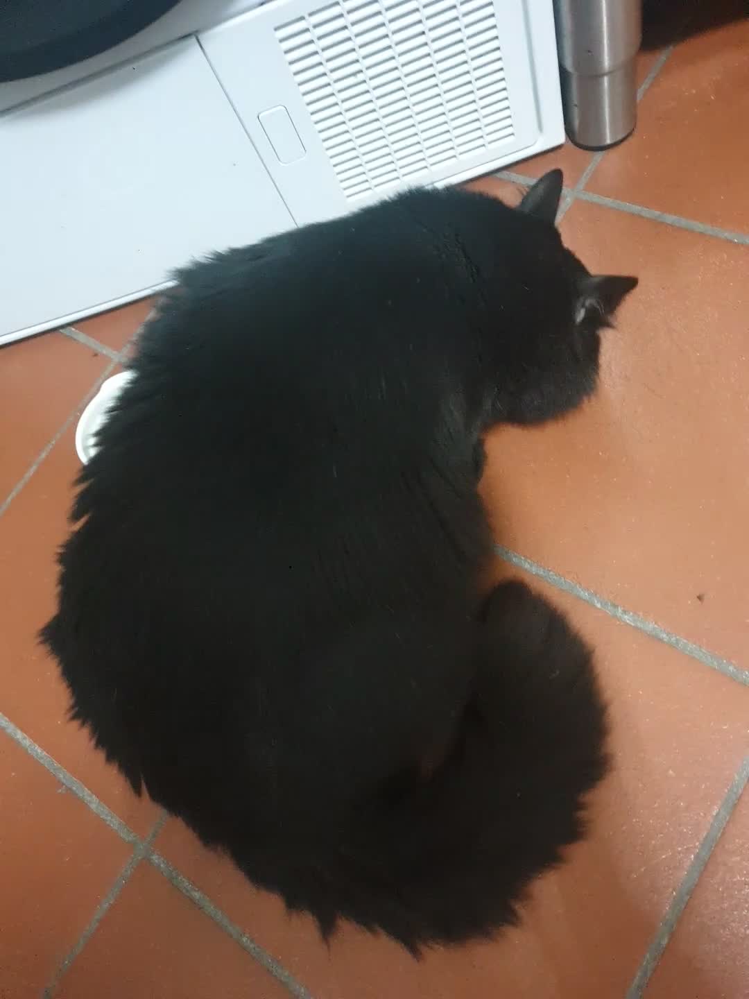Meticcio gatti in regalo: Gatto nero a Provincia di Brescia - Video 1