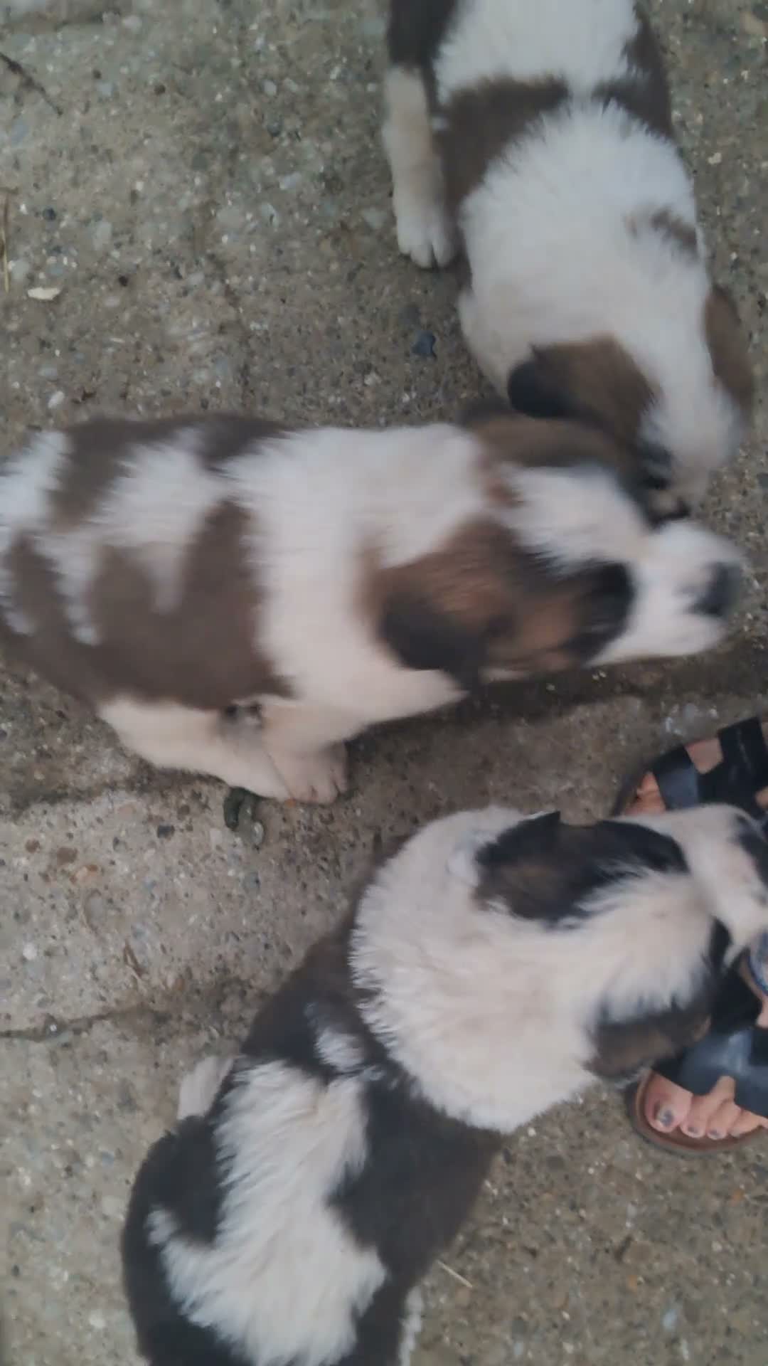 San Bernardo cani in vendita: Cuccioli di San Bernardo  a Città Metropolitana di Bologna - Video 1
