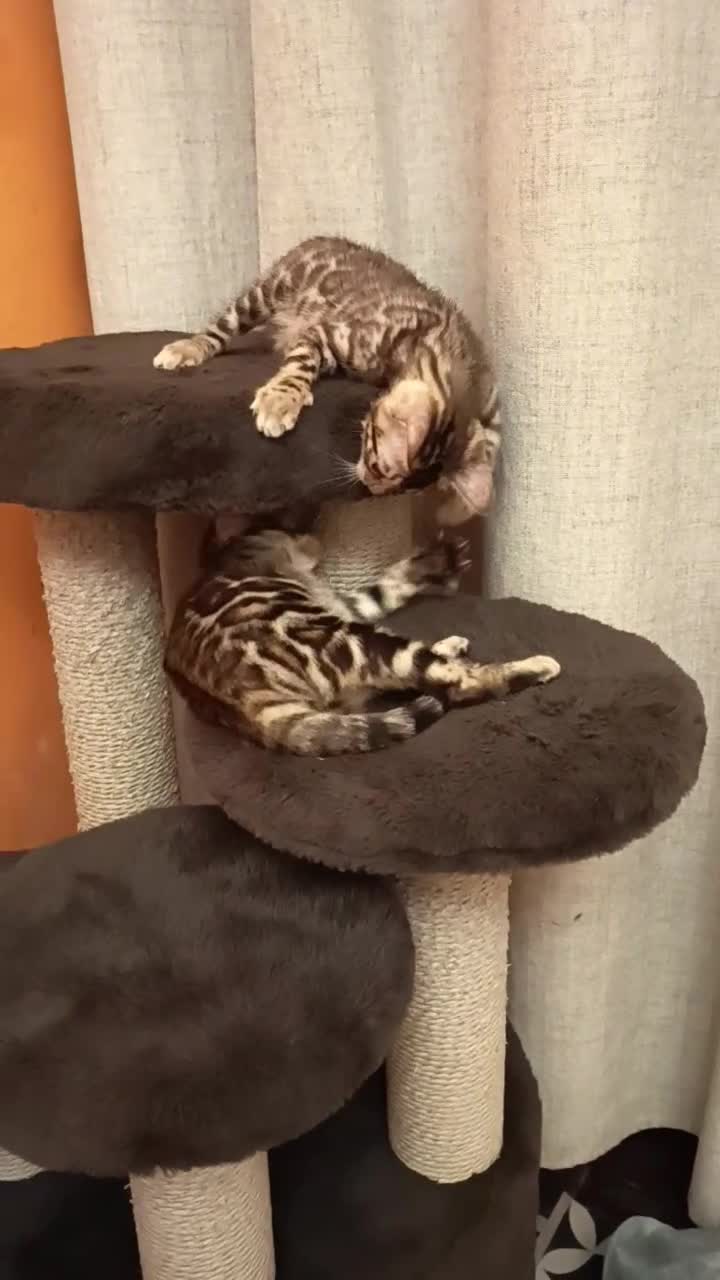 Bengala gatti in vendita: meravigliosi feminucce 🥰 - Video 2