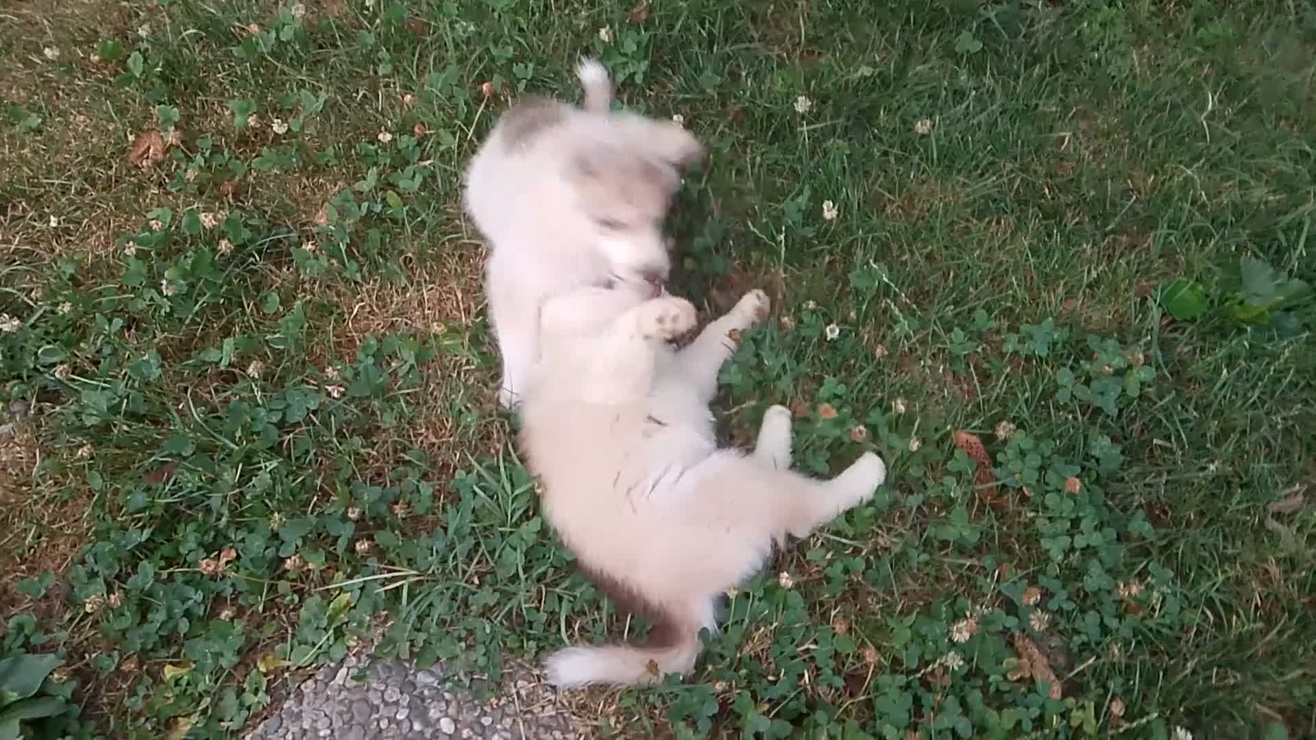 Husky cani in vendita: Siberian husky  - Video 1