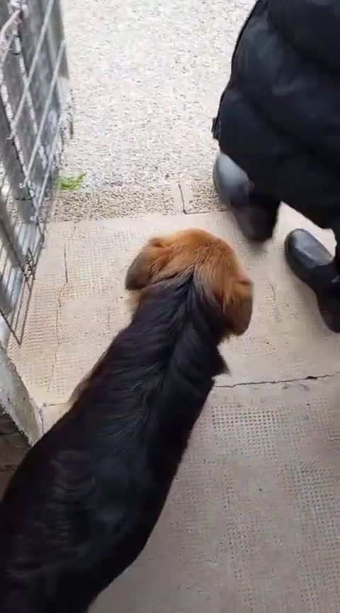 Meticcio cani in regalo: Cagnolina di taglia media piccola  - Video 1