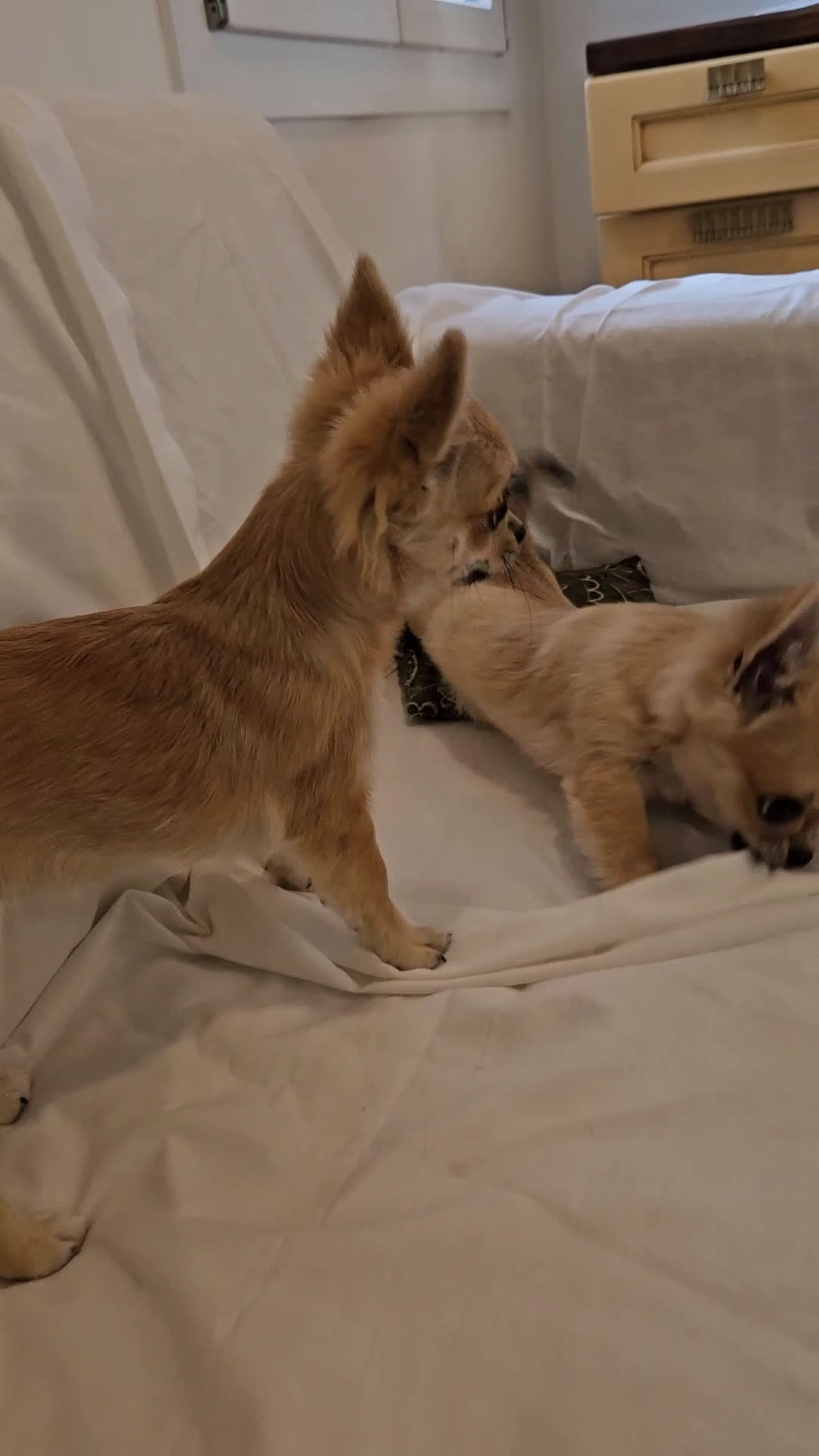 Chihuahua cani in vendita: Chihuahua maschio a pelo lungo con Pedegree Enci  - Video 1