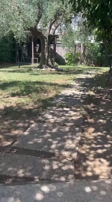 Carlino cani in vendita: Disponibili subito Eccellenti Cuccioli di Carlino  - Video 2