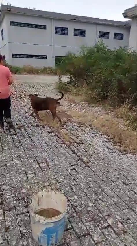 Meticcio cani in regalo: MORGANA affettuosa con le persone - adulta - Video 2