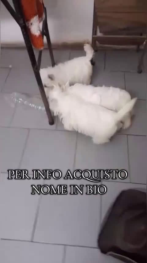 West Highland cani in vendita: West Highland  - Video 1