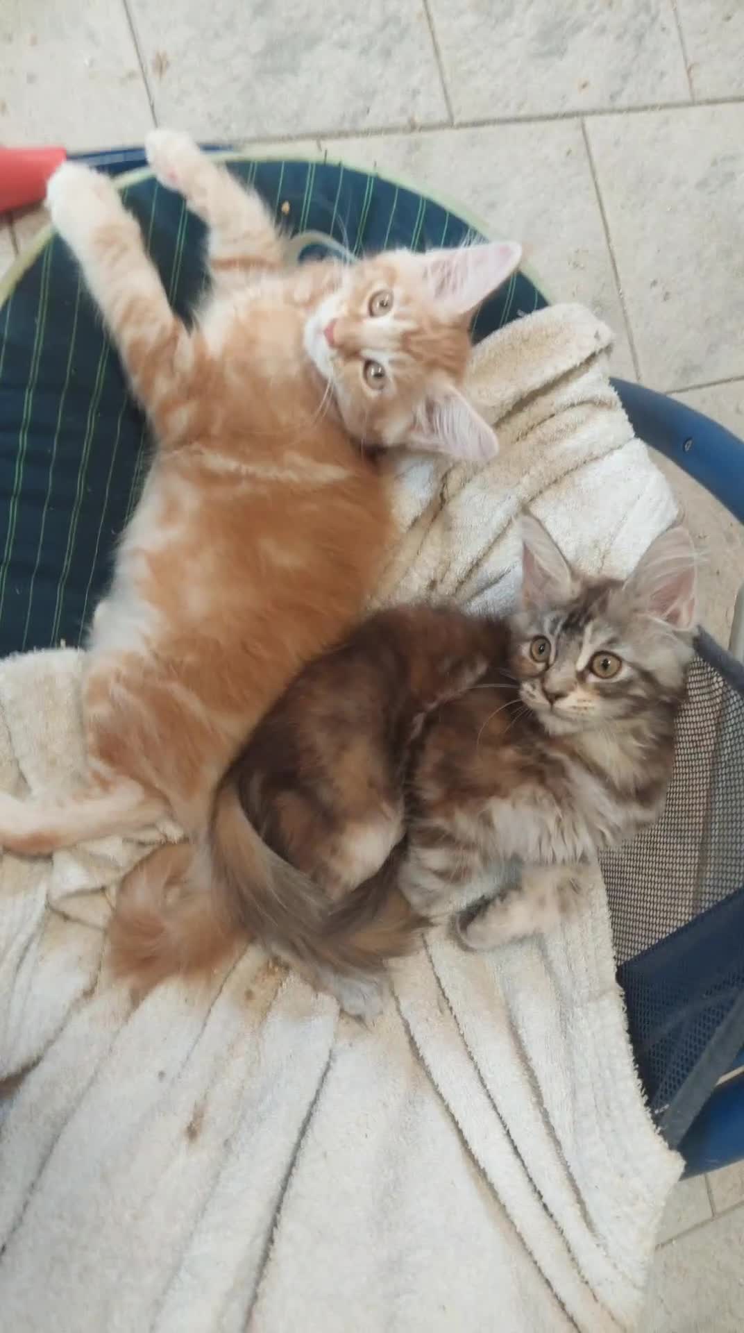 Maine Coon gatti in vendita: Cuccioli Maine coon femmine Tortie - Video 2