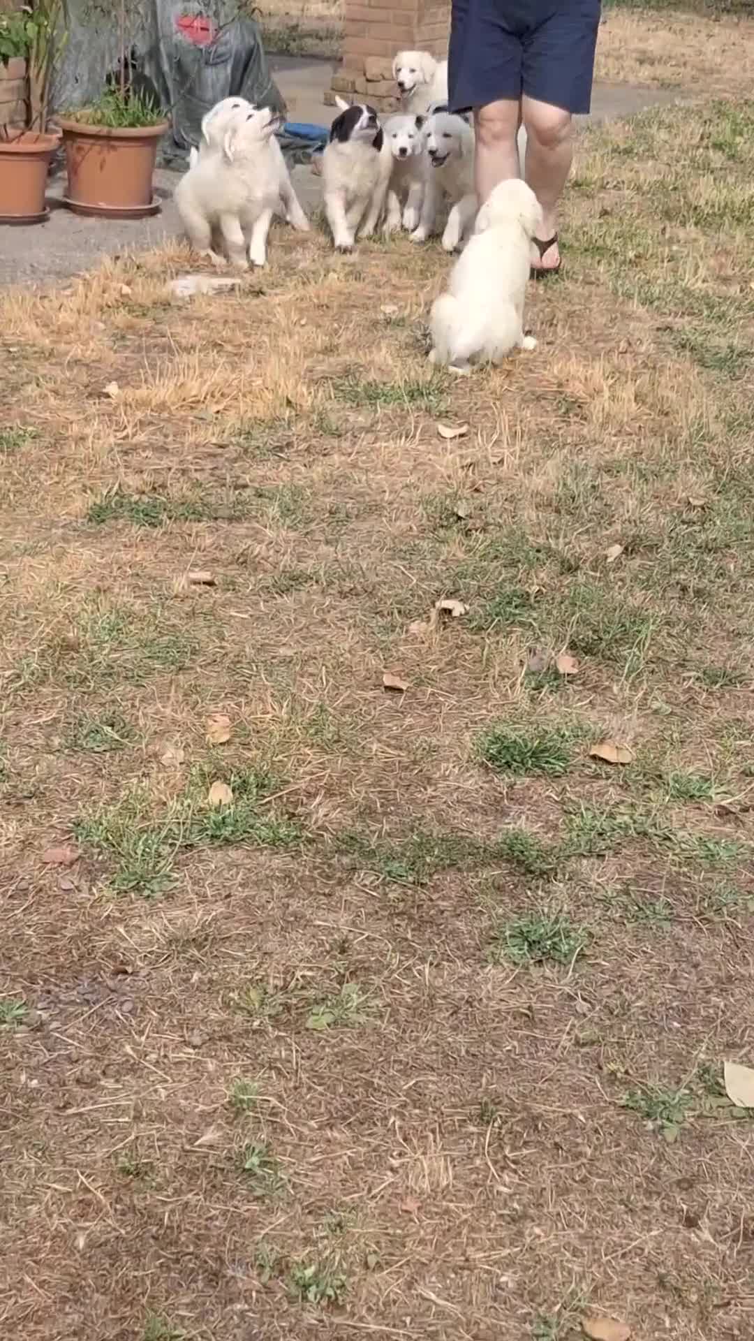 Meticcio cani in vendita: Cucciola femmina bianca con sfumature grigio-nere  - Video 2