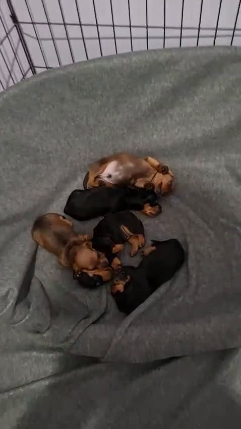 Bassotto cani in vendita: Bassotti nani/kaninken  - Video 2