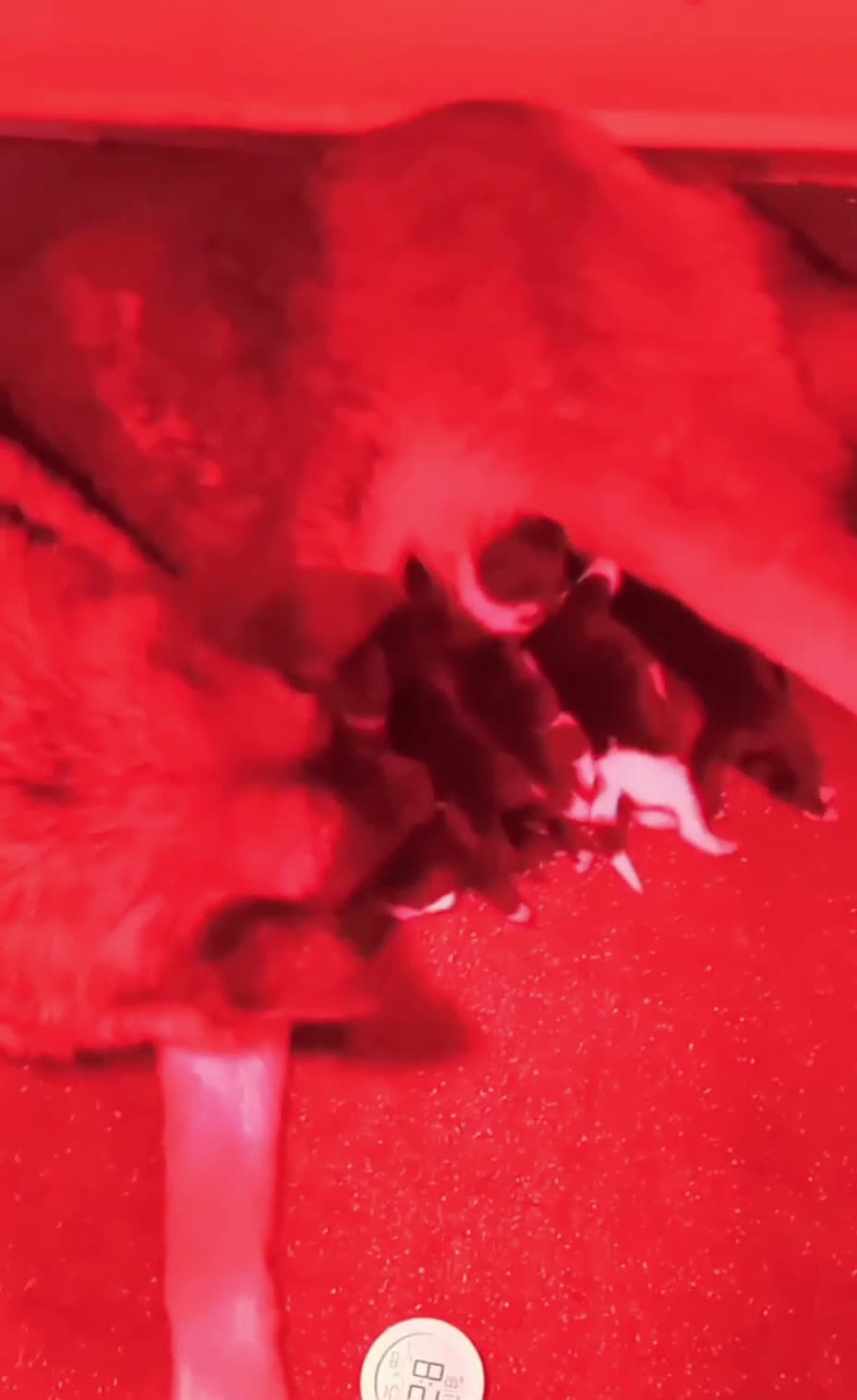 Akita Americano cani in vendita: AKITA AMERICANO  - Video 1