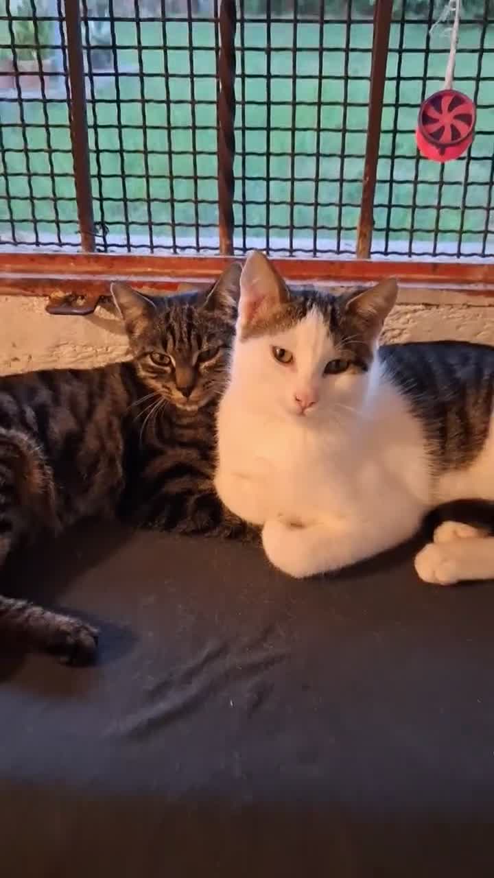 Europeo gatti in regalo: Cuccioli di gatto  - Video 1