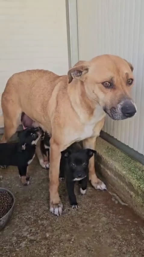 Meticcio cani in regalo: Peppina: dolce mammina socievole  - Video 1