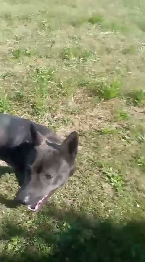 Meticcio cani in regalo: Regalo Cane  a Città Metropolitana di Torino - Video 1