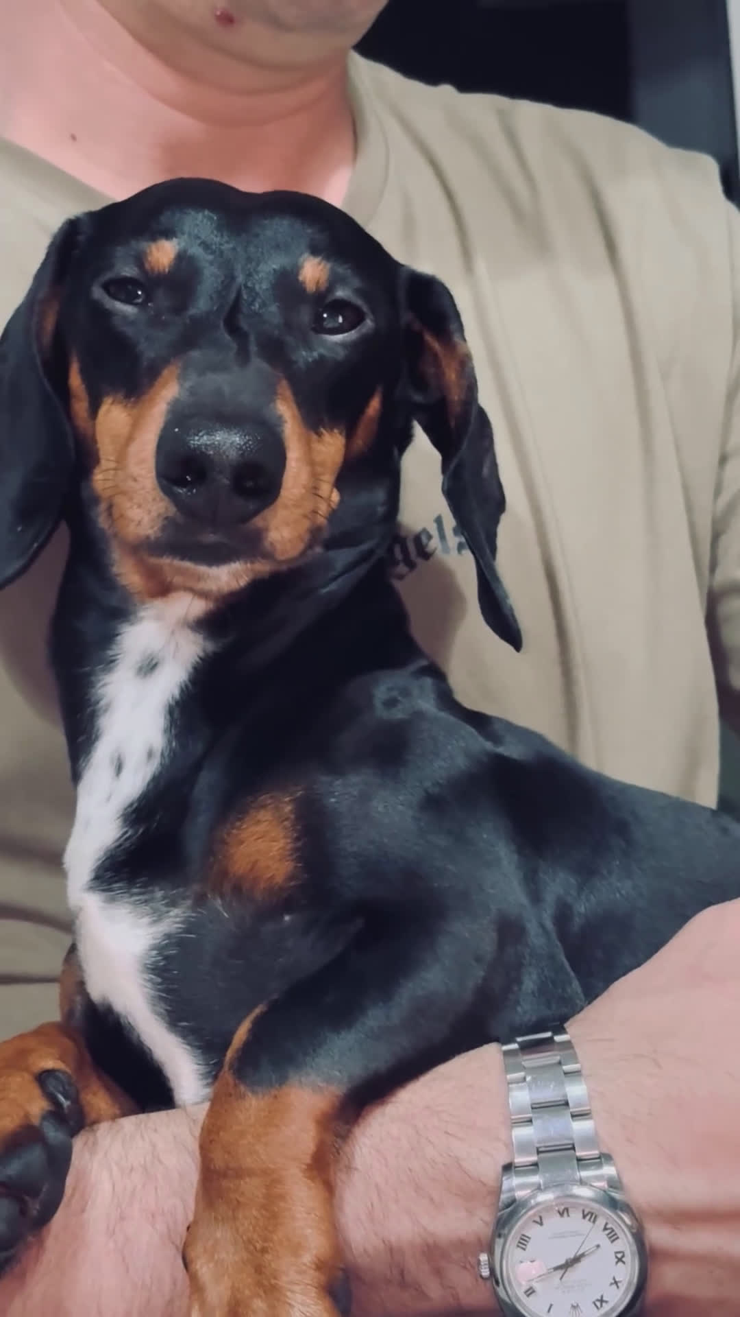 Bassotto cani per accoppiamento: cane bassotto per monta maschio  - Video 1