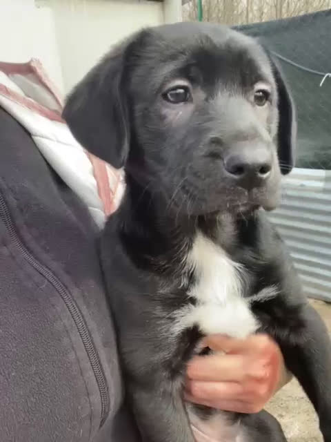 Meticcio cani in regalo: ADOTTA LA TENERA VITTORIA - Video 1
