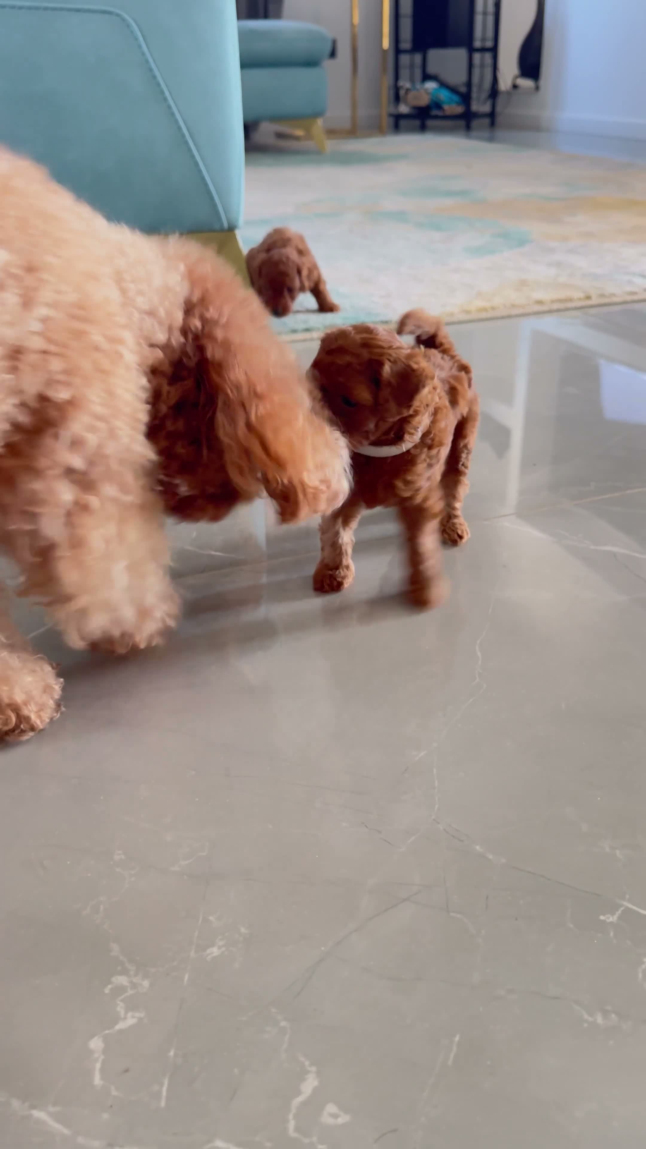 Barboncino Toy cani in vendita: Barboncini red - Video 1