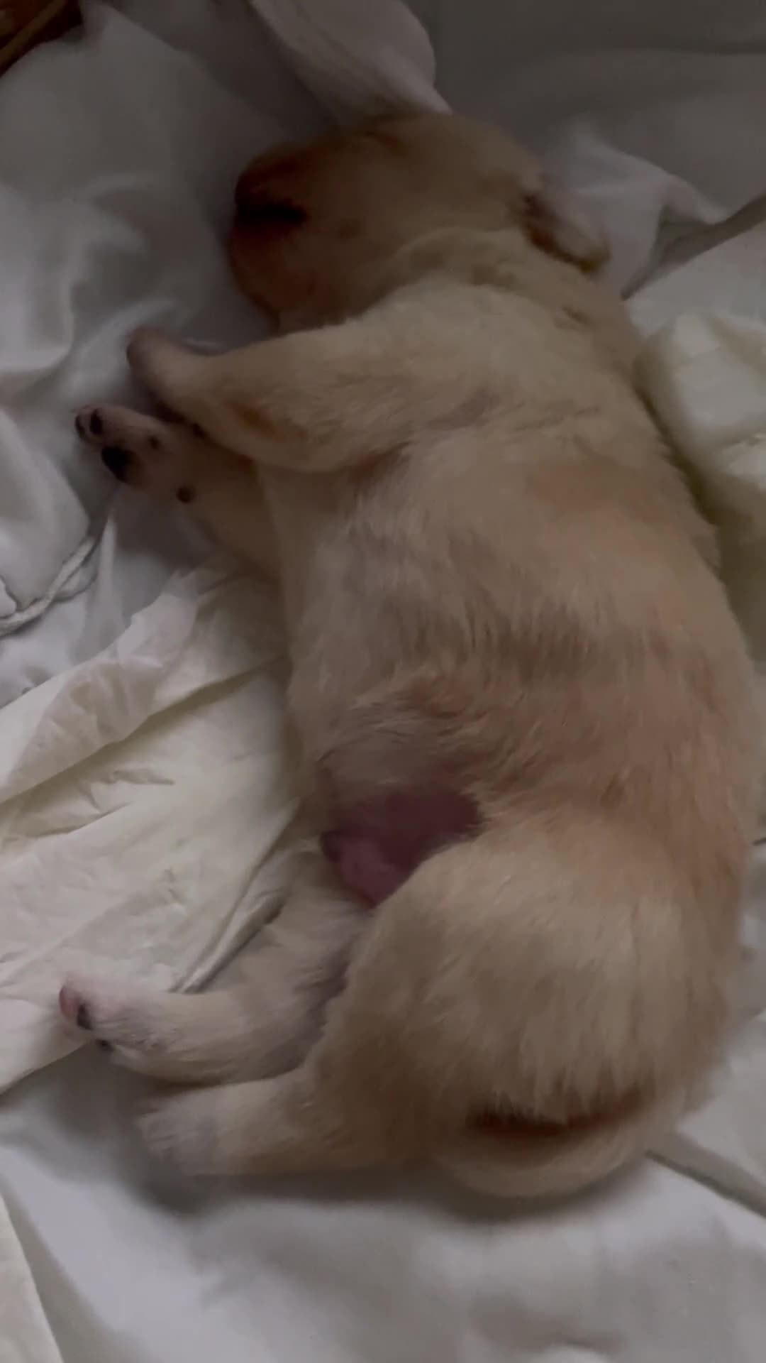 Meticcio cani in vendita: I Cuccioli bellissimi a Ente di decentramento regionale di Udine - Video 1