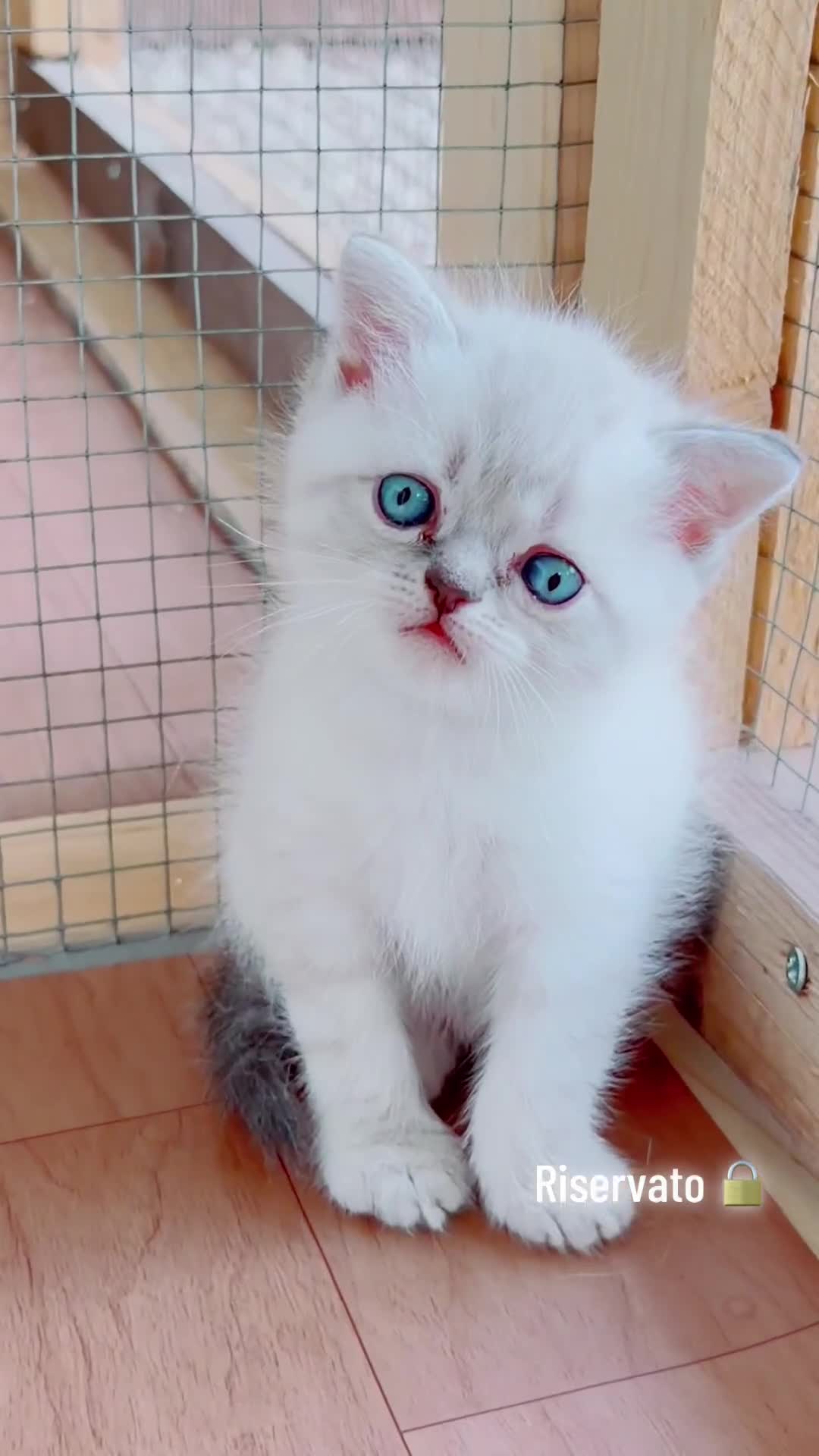 Scottish gatti in vendita: Scottish fold Longhair  a Provincia di Latina - Video 2