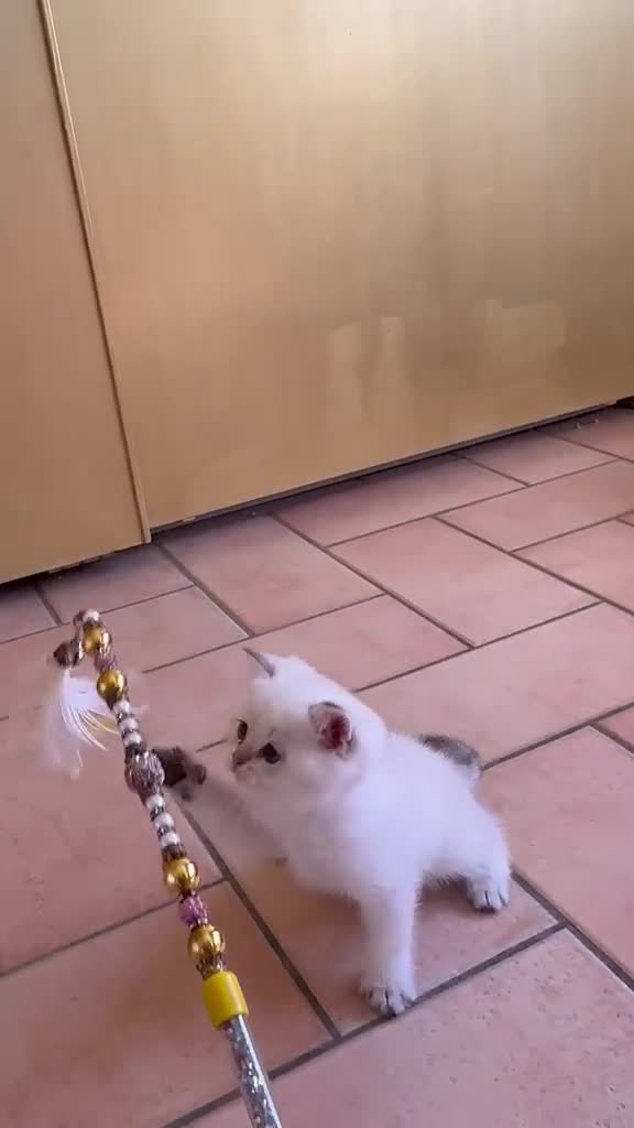British gatti in vendita: Cuccioli di British Top con pedigree  - Video 2