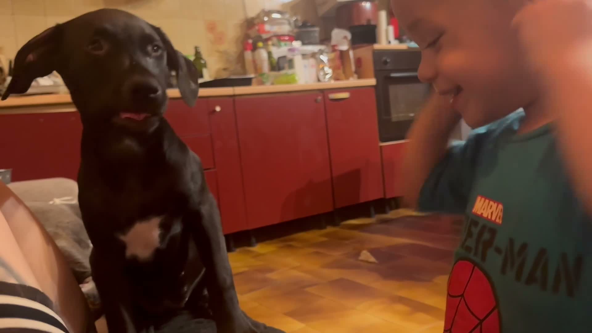 Pitbull cani in vendita: Cucciola Pit Bull con pedigree anche a rate - Video 1