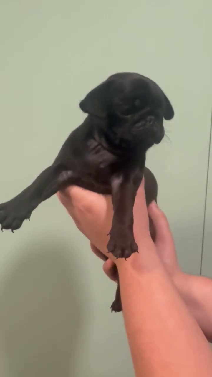 Carlino cani in vendita: Cucciolo di carlino con pedigree prestigioso  a Città metropolitana di Roma Capitale - Video 1