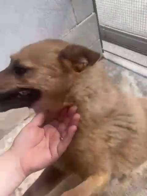 Meticcio cani in regalo: BOMBER nonnino con tanta voglia di casa - Video 1